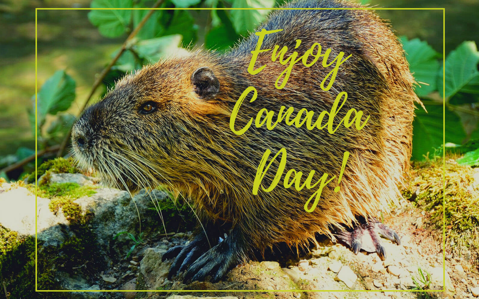 Troika Canada Day Beaver